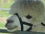 Ghinni-alpacas 030
